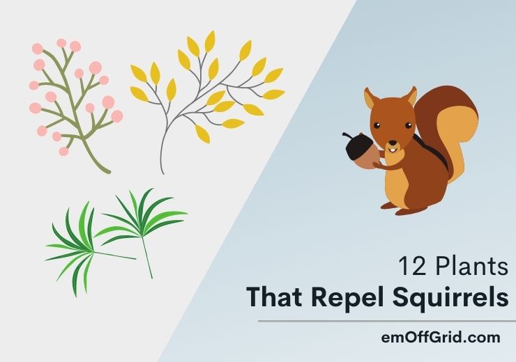 12 Plants That Repel Squirrels