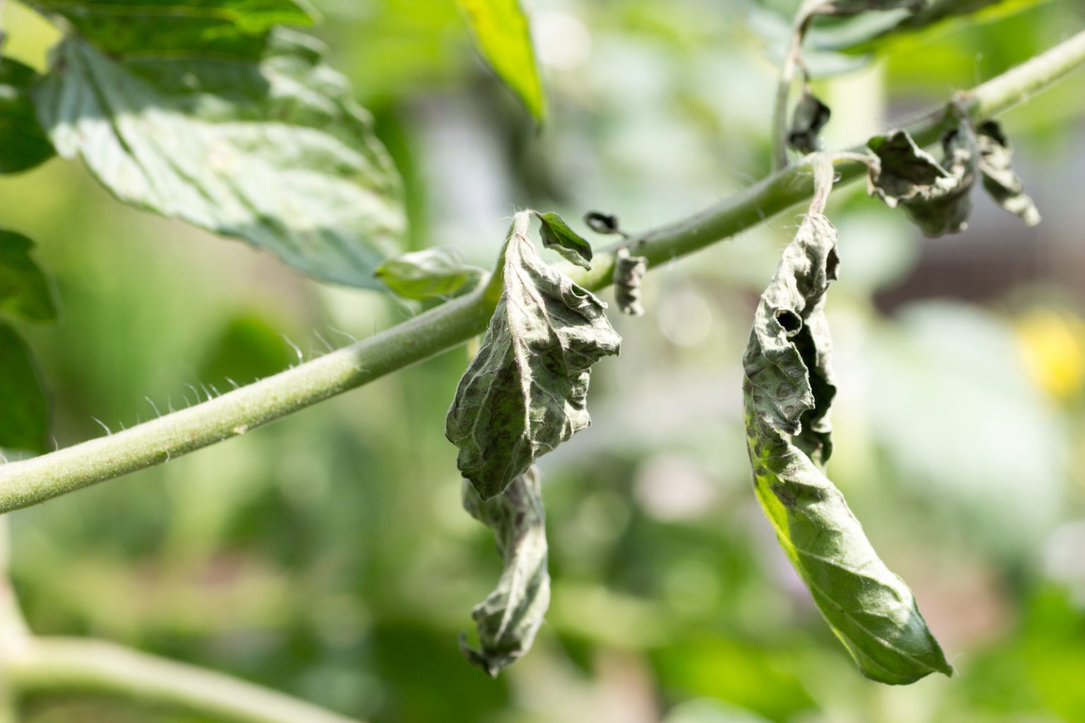 Why Tomato Plants Wilting (5 Causes and Remedy)