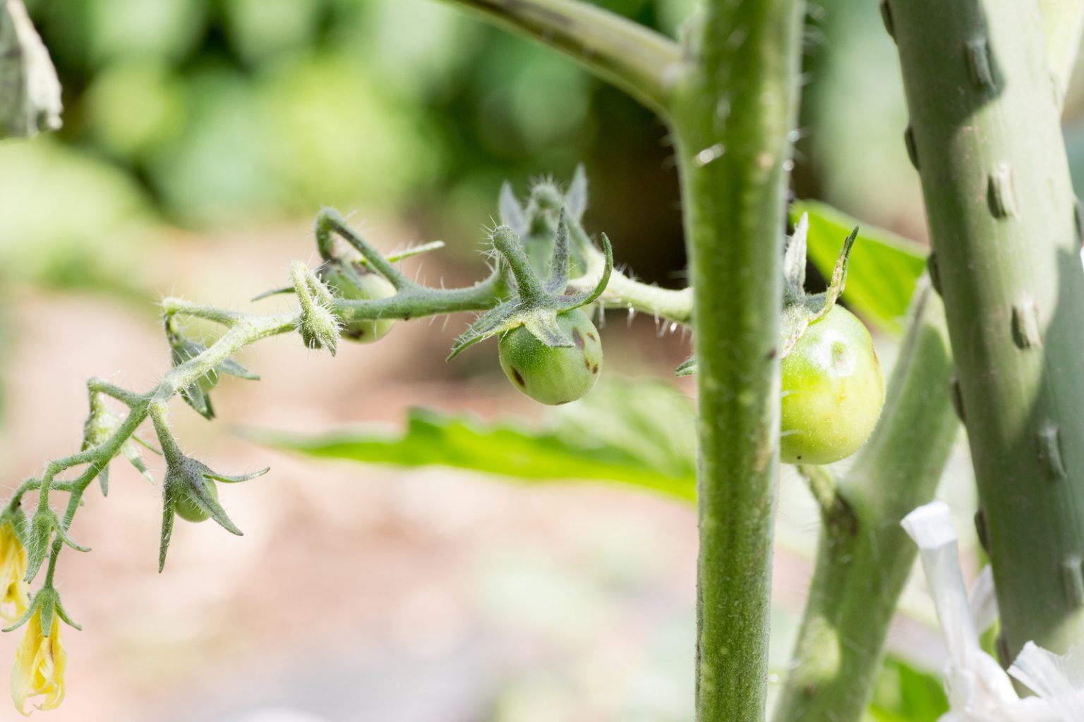 Why Tomato Plants Wilting (5 Causes and Remedy)