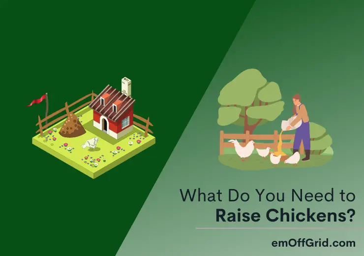 What Do You Need To Raise Chickens