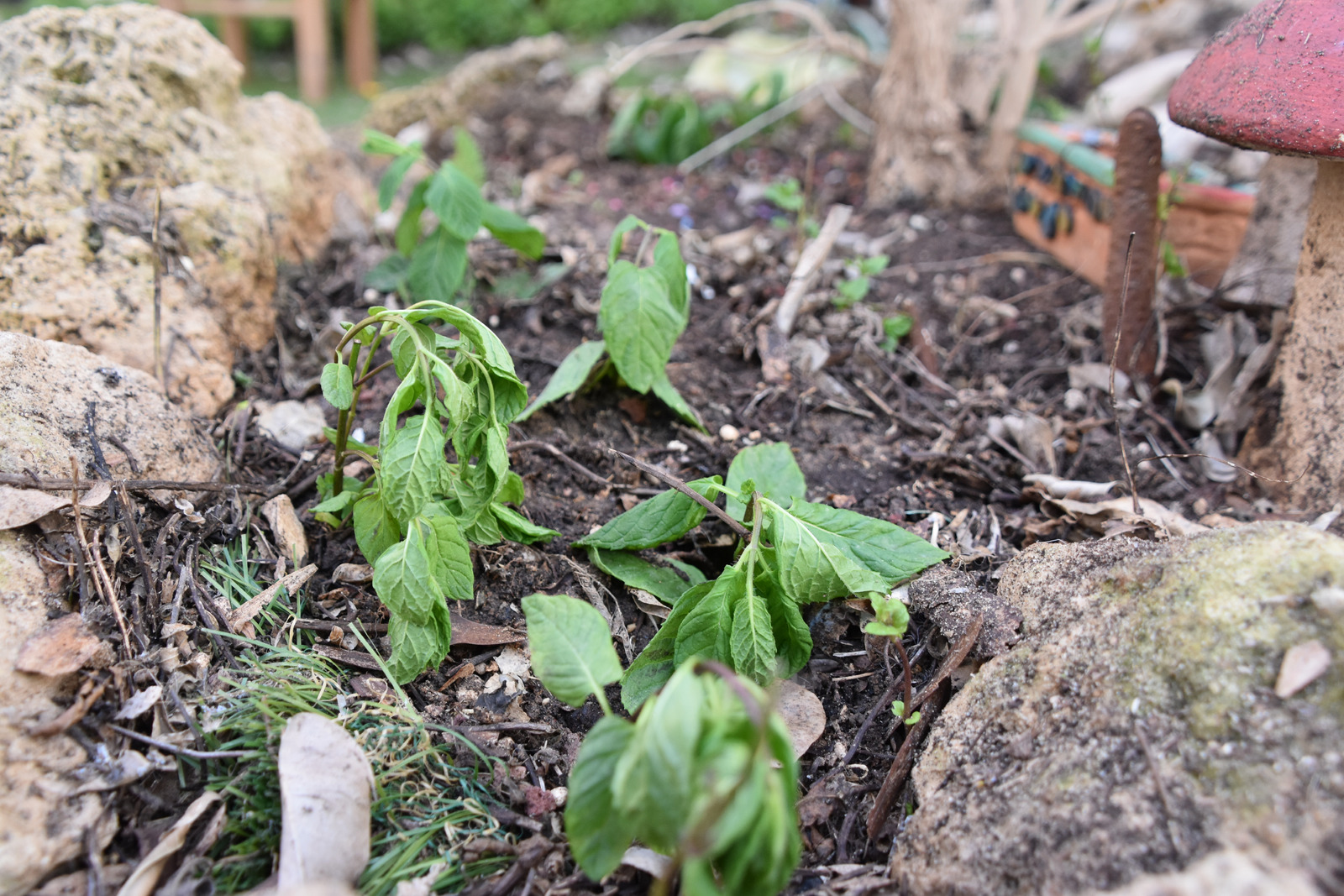 Why Tomato Plants Wilting (5 Causes and Remedy)