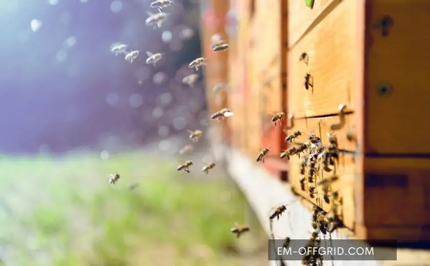 Beekeeping