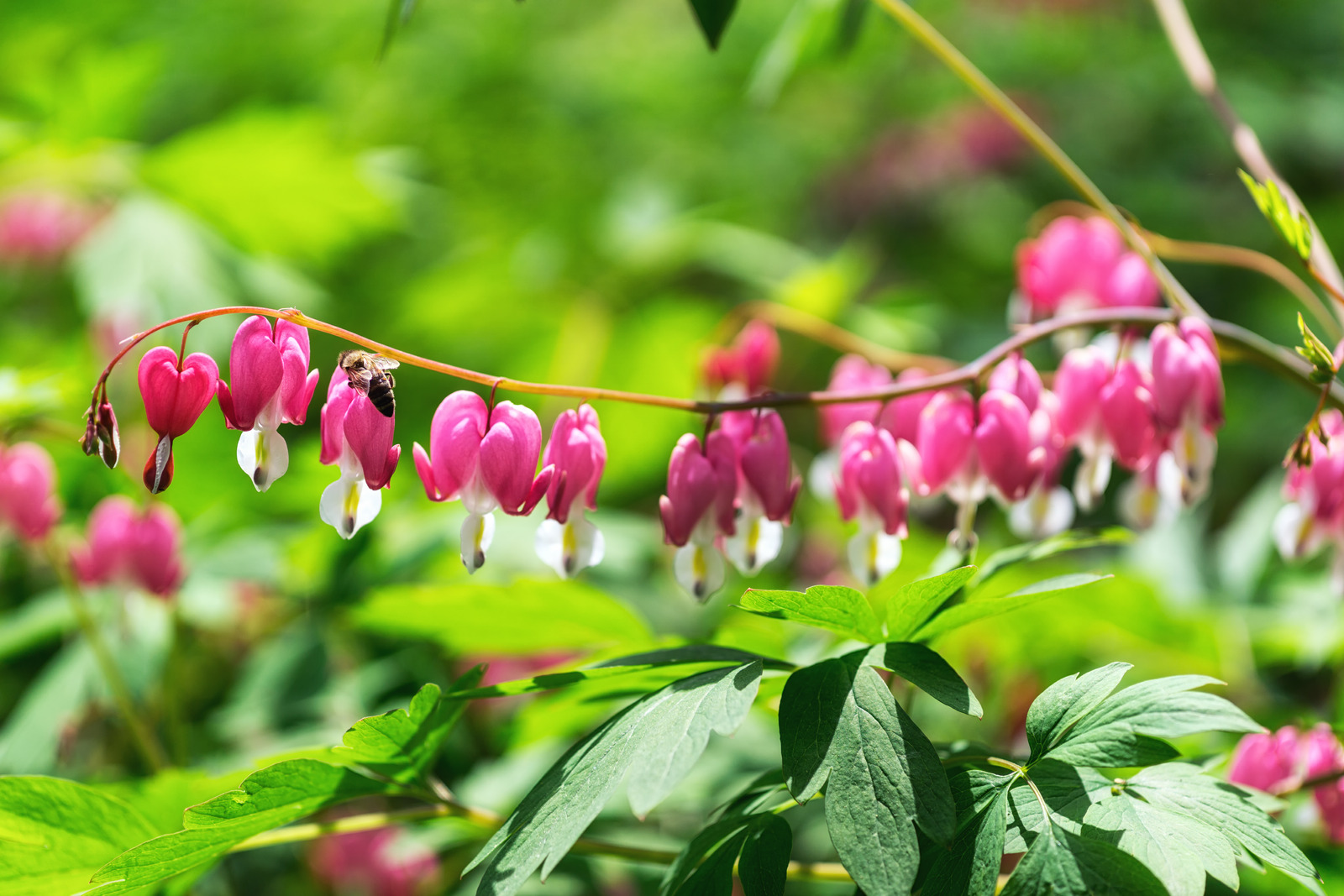 12 Plants That Can Repel Squirrels