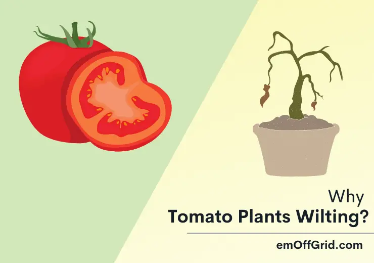 tomato plants wilting