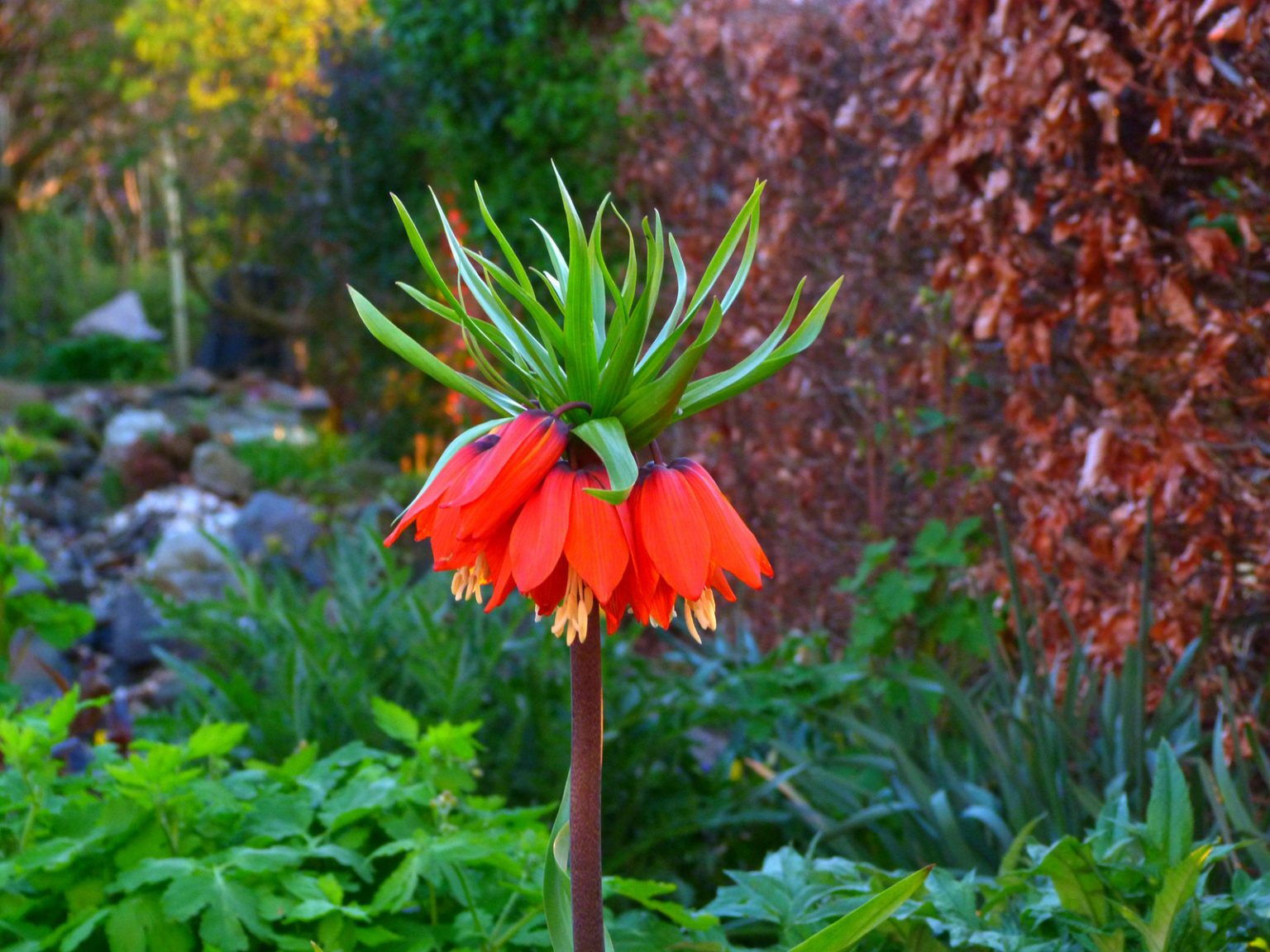 12 Plants That Can Repel Squirrels