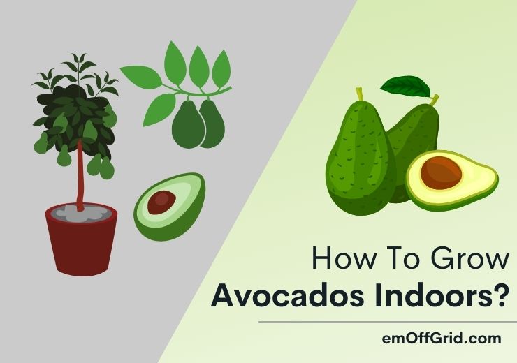 How To Grow Avocados Indoors