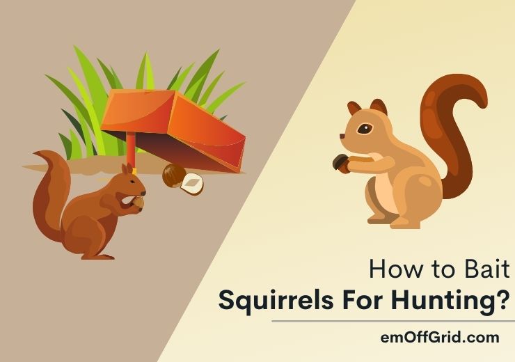 How to Bait Squirrels for Hunting
