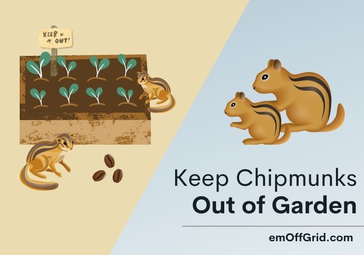 Keep Chipmunks Out Of Garden