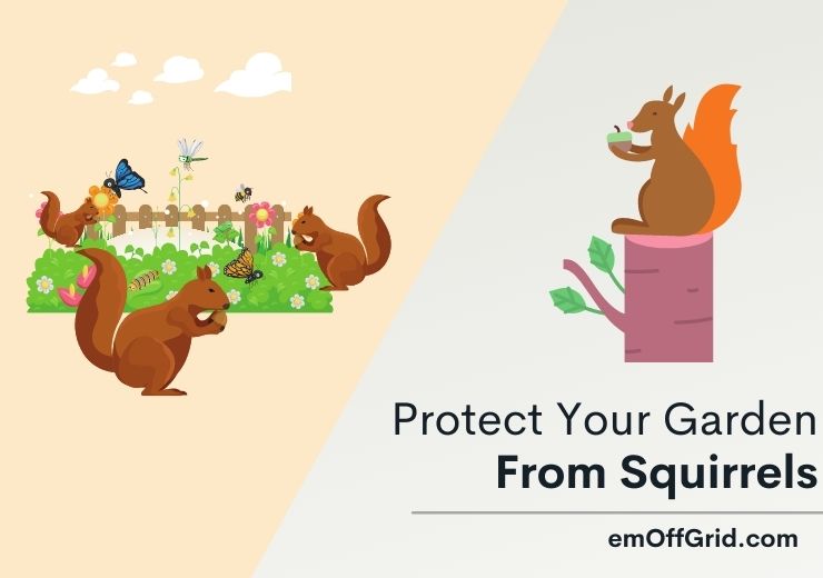 Protect Your Garden From Squirrels