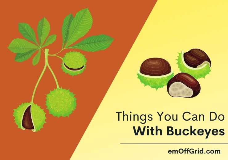 Things You Can Do With Buckeyes