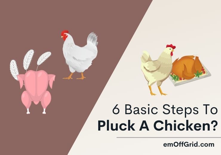 Basic Steps To Pluck A Chicken