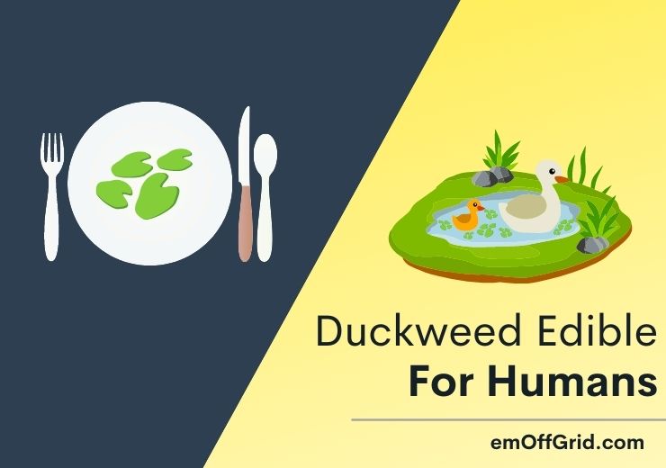 Duckweed Edible For Humans