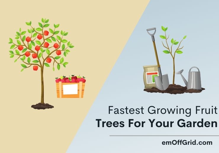 Fastest Growing Fruit Trees For You Garden