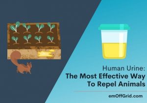 Human Urine: An Effective Way to Repel Animals