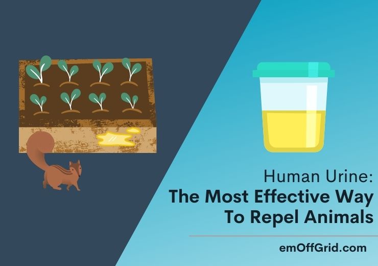 Human Urine: The Most Effective Way To Repel Animals