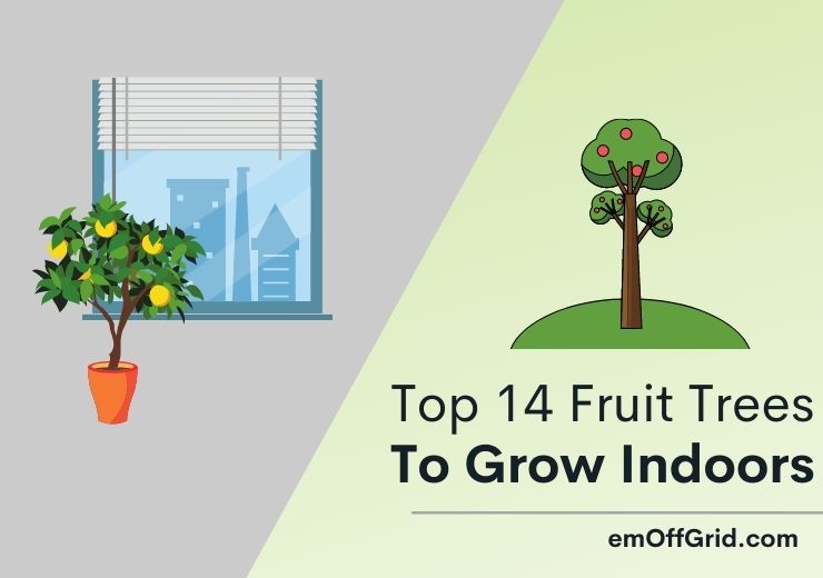 Top 14 Beautiful Fruit Trees To Grow Indoors