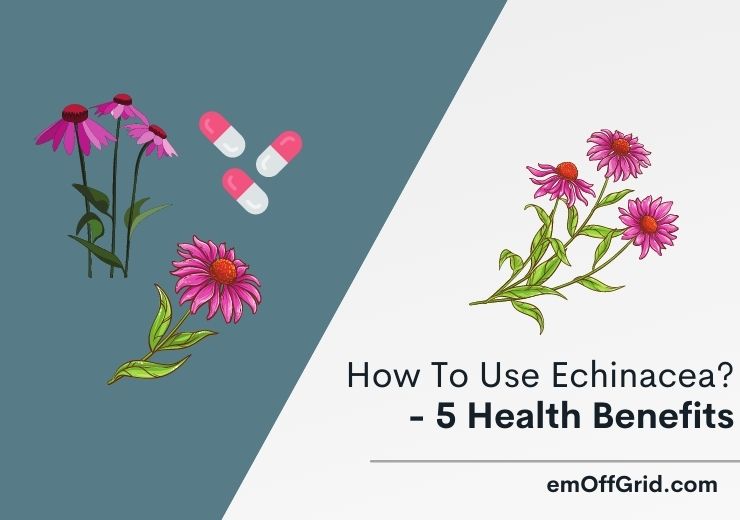 health benefits of Echinacea