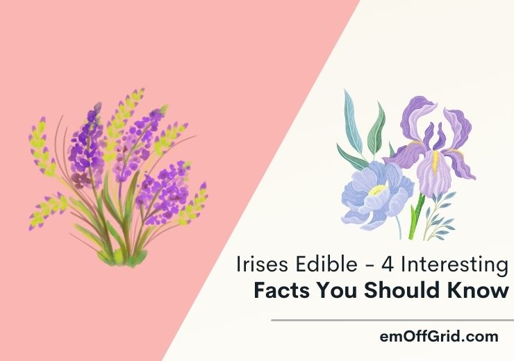 Irises Edible