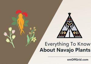 24 Miracle Plants The Navajo Used For Medicine