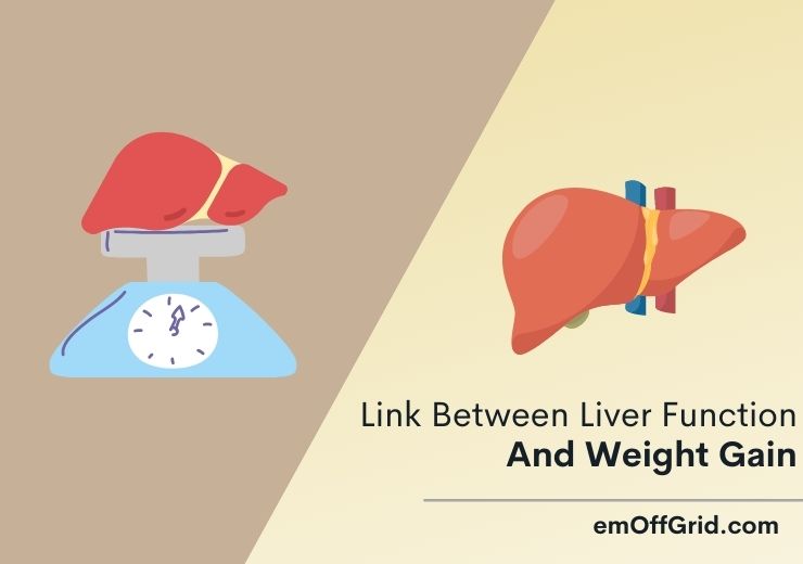 Link Between Liver Function And Weight Gain