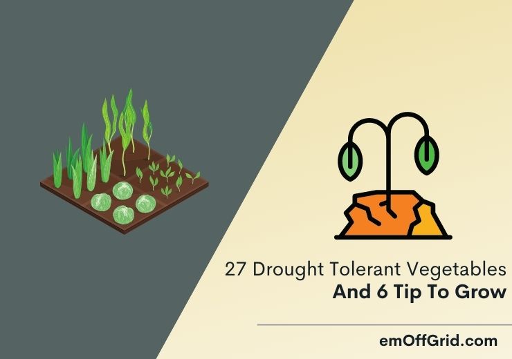 27 Drought Tolerant Vegetables And 6 Brilliant Tip To Grow