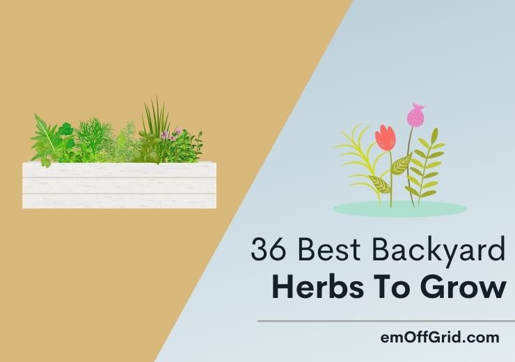 36 best Backyard Herbs To Grow