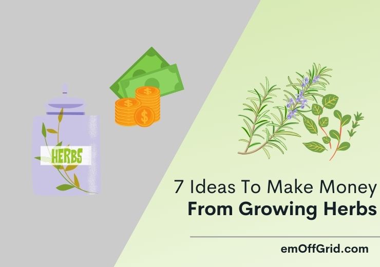 7 Ideas To Make Money From Growing Herbs