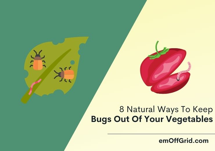 8 Natural Ways To Keep Bugs Out Of Your Vegetables
