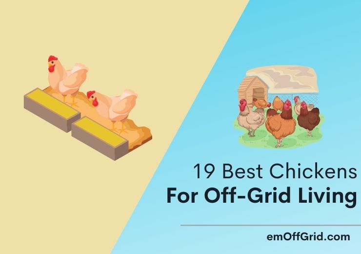 Best Chickens For Off-Grid Living