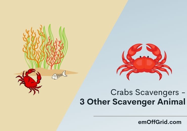 Crabs Scavengers