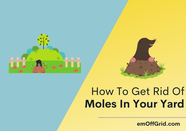 How To Get Rid Of Moles In Your Yard: 9 Best Humane Ways