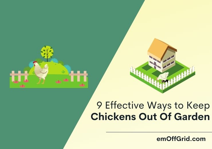 How To Keep Chickens Out Of Garden