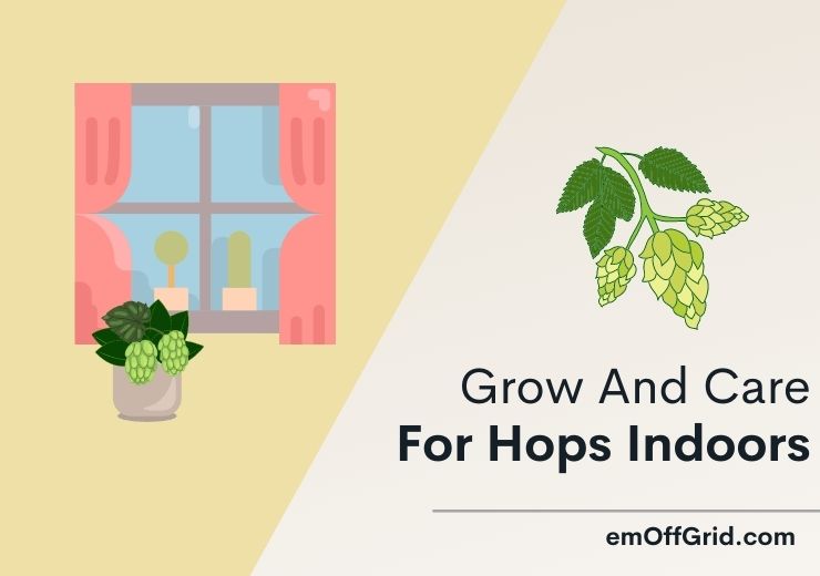 hops indoors