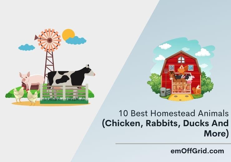 10 Best Homestead Animals (Chicken, Rabbits, Ducks And Mores)