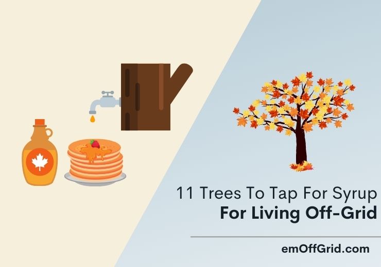 11 Excellent Trees To Tap For Syrup For Living Off-Grid
