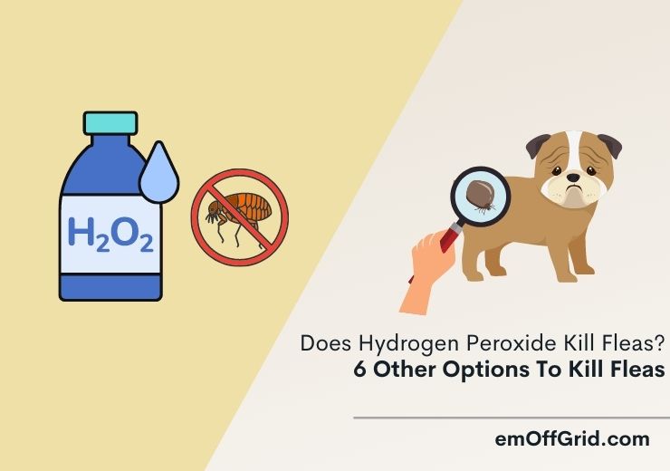 Does Hydrogen Peroxide Kill Fleas? 6 Other Options To Kill Fleas