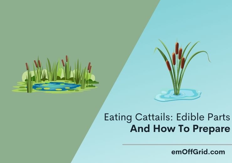 Eating Cattails: 4 Important Edible Parts Of Cattail