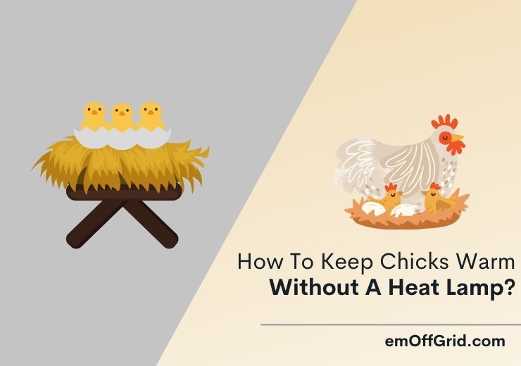 How To Keep Chicks Warm Without A Heat Lamp?