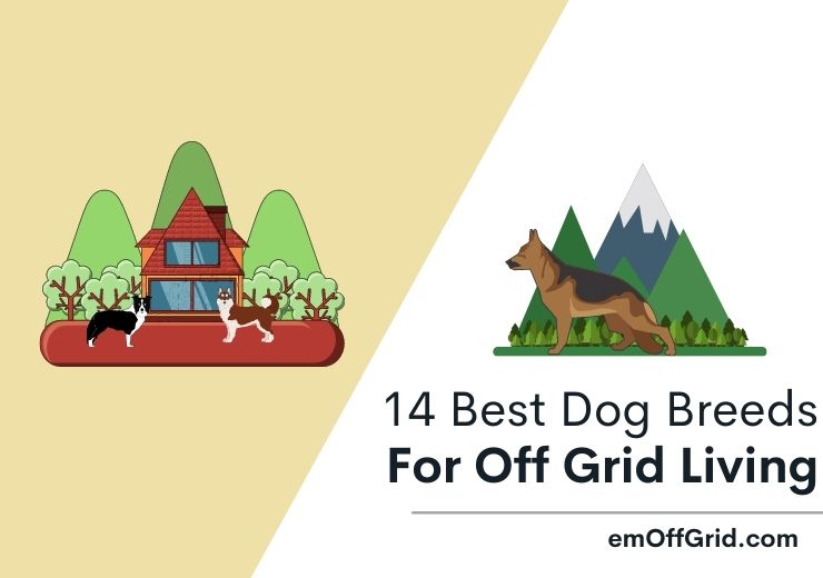 14 Best Dog Breeds For Off Grid Living