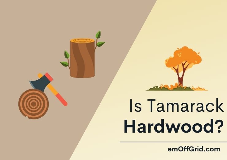 Is Tamarack Hardwood