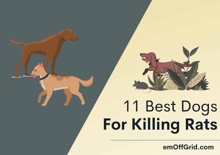 11 Best Dogs for Killing Rats