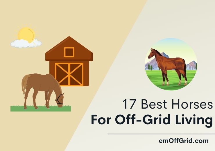 17 Best Horses For Off-Grid Living