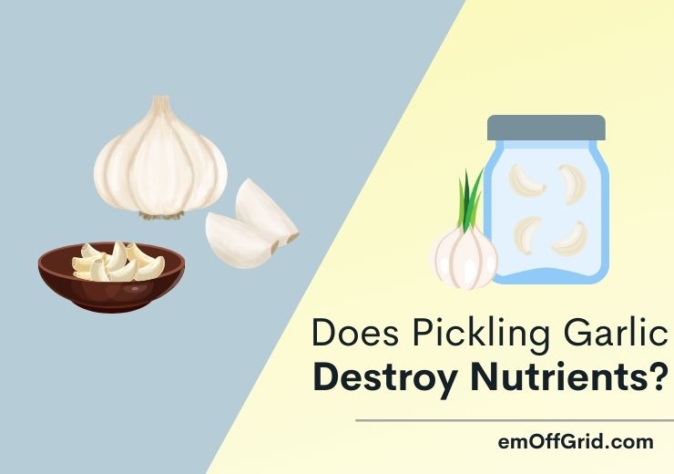 Does Pickling Garlic Destroy Nutrients