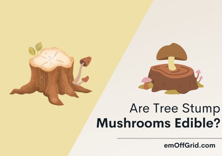 Are Tree Stump Mushrooms Edible