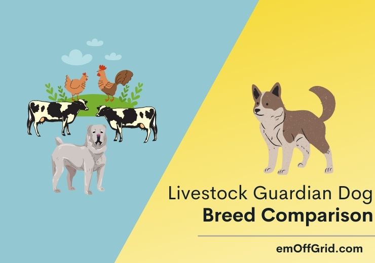 Livestock Guardian Dog Breed Comparison