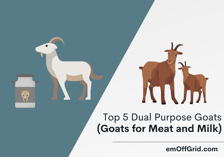 Top 5 Dual Purpose Goats (Goats for Meat and Milk)