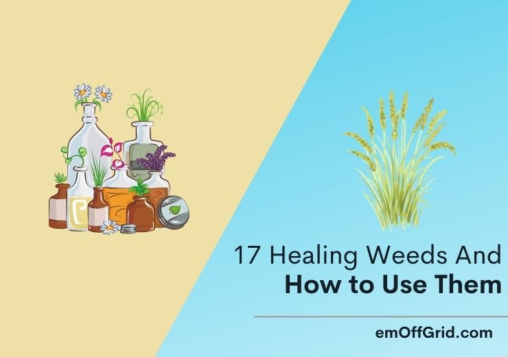 17 Healing Weeds and How to Use Them