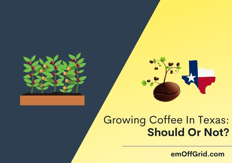 Growing Coffee In Texas Should Or Not