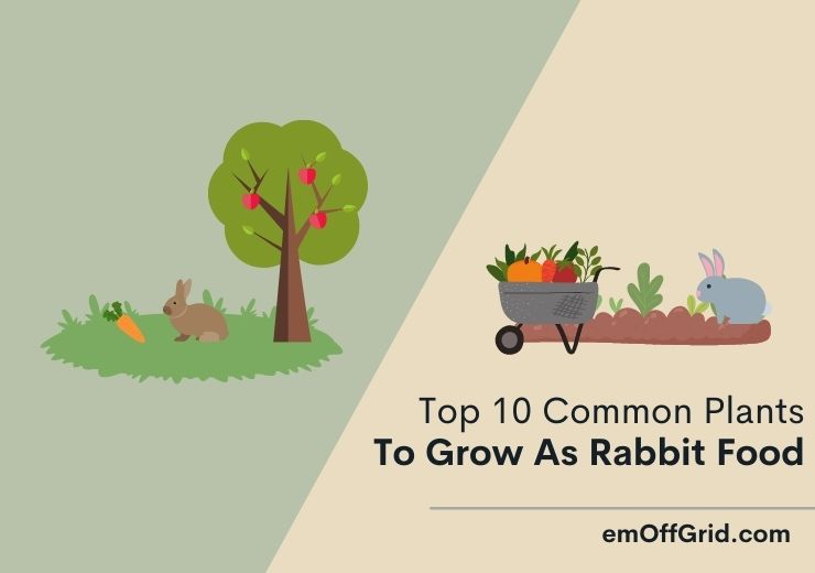 Top 10 Common Plants to Grow as Rabbit Food