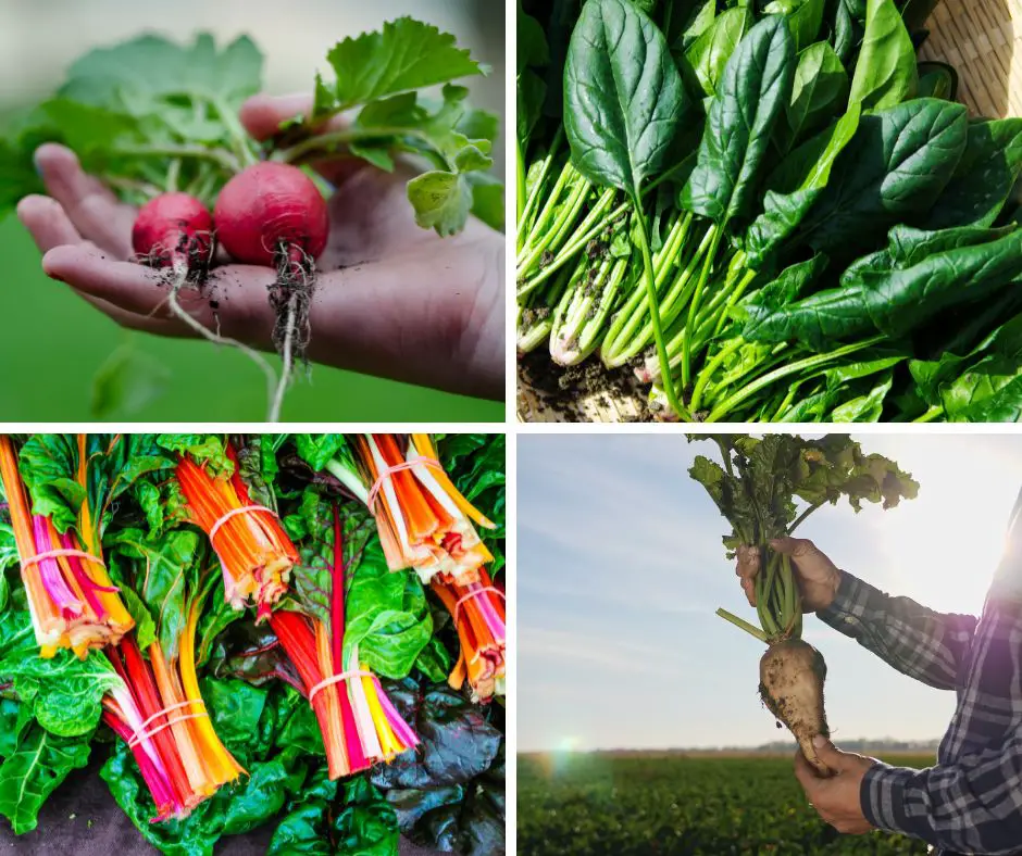 Beetroot, Spinach, Swiss Chard, Sugar beet